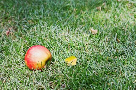 Red Apple on the green grass の写真素材