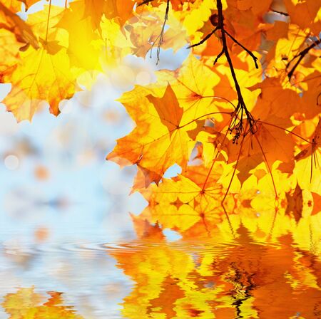 autumn maple leaves in waterの写真素材