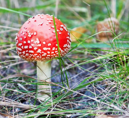 amanita in the grass in the forestの写真素材