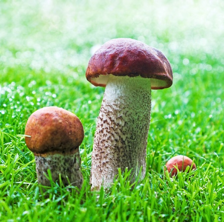Orange Cap Boletus mushrooms (Leccinum aurantiacum) grow from the grassの写真素材