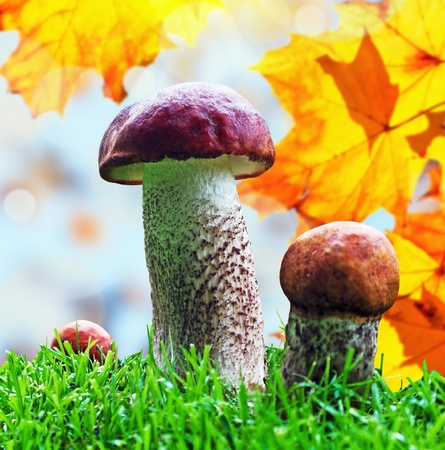 Orange Cap Boletus mushrooms (Leccinum aurantiacum) on the background of autumn leavesの写真素材