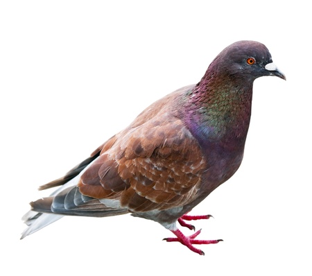 dove with the brown color isolated on white backgroundの写真素材