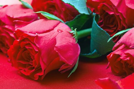 Valentine's day roses on a red backgroundの写真素材