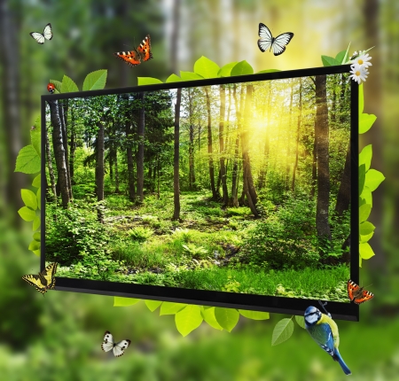 Forest Life shows on the TV screen. Can be used in advertising products of electronics (TVs, plasma, video, cable TV, etc.)の写真素材
