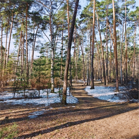 thaw in the spring forestの写真素材