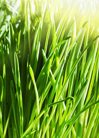 background of a green spring grassの写真素材