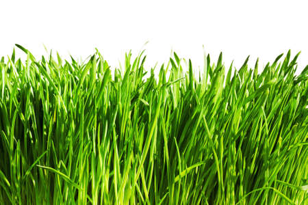 green grass isolated on white backgroundの写真素材