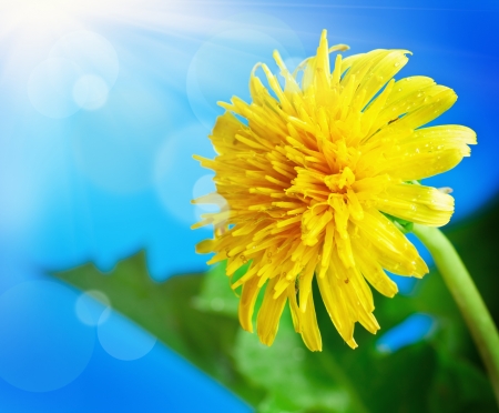 flowering dandelion on a background of blue skyの写真素材
