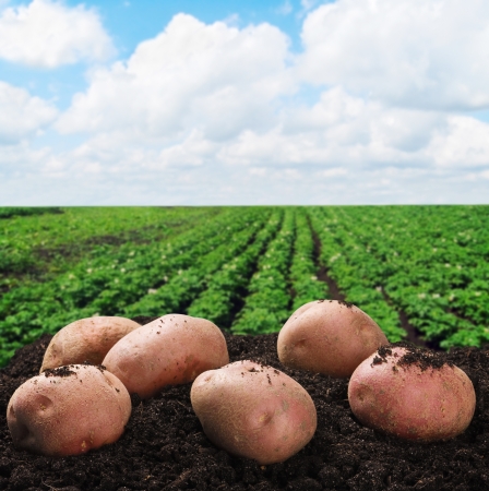 harvesting potatoes on the ground on a background of field harvesting potatoes on the ground on a background of field