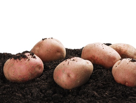 dug potatoes on the ground on a white backgroundの写真素材