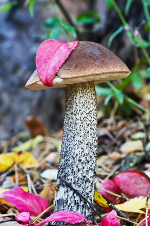 boletus growing in the woods on a background of autumn leavesの写真素材