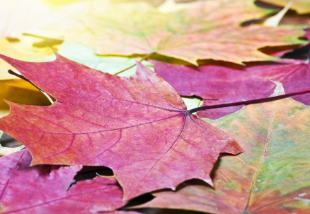 colored autumn leaves background. Focus on the leaves of the maple.の写真素材