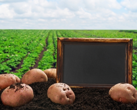 harvesting potatoes on the ground on a background of fieldの写真素材