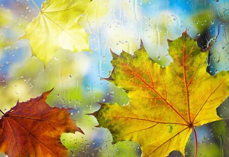 Fallen autumn leaves on wet from rain glassの写真素材