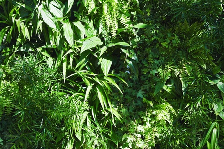 green environmentally friendly forest vegetation backgroundの写真素材