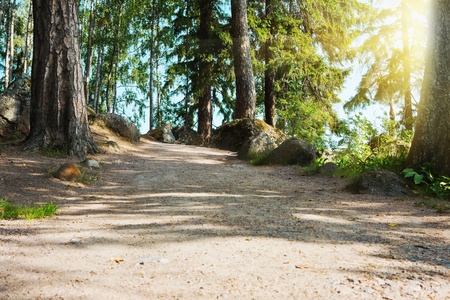 Beautiful summer forest mountain path at sunsetの写真素材