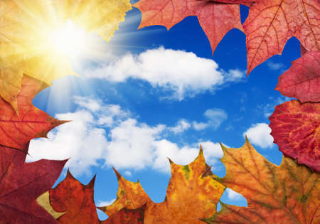 colorful autumn leaves on a background of the sky with cloudsの写真素材