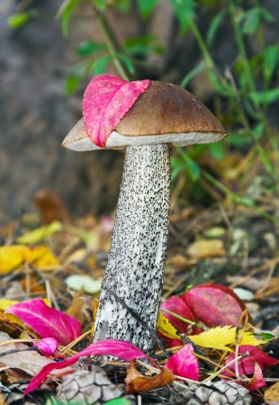 brown cap boletus in the woods on a background of autumn leavesの写真素材