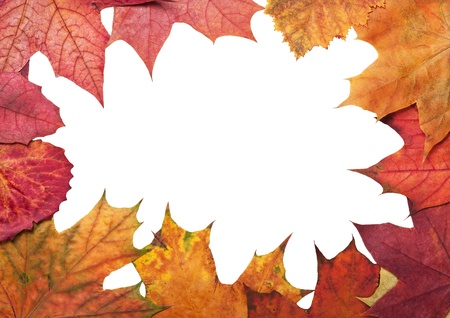 colorful autumn leaves with place for textの写真素材