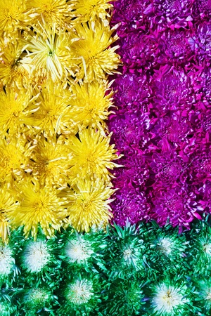 background rainbow of different colors chrysanthemumsの写真素材