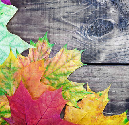 colored autumn leaves on a wooden table. Focus on the middle the leavesの写真素材