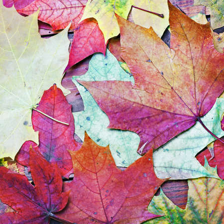 colorful autumn maple leaves backgroundの写真素材