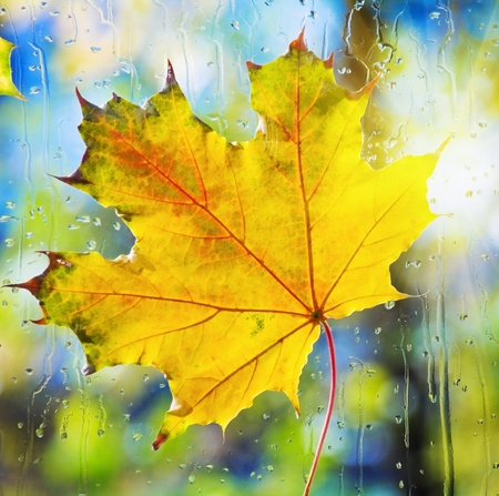 autumn maple leaf stuck on the wet glassの写真素材