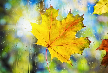 Fallen autumn leaves on wet from rain glassの写真素材