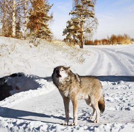 gray wolf in winter forestの写真素材