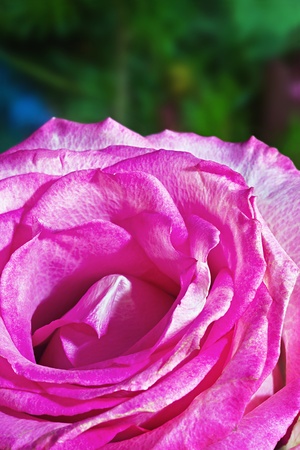 Pink rose macro background is blurredの写真素材