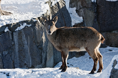 markhor goat in the snow in the mountainsの写真素材