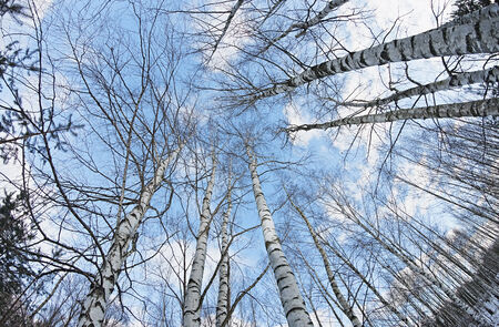 birchwood trees against the blue sky. Photographed on a fisheye lensの写真素材