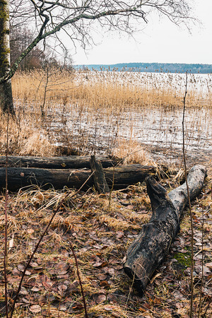 Early spring on the shores of Lake Forestの写真素材