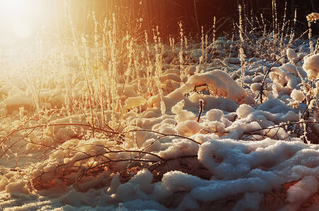 sunrise in the morning snow-covered forest. Focus on the snow in the foregroundの写真素材