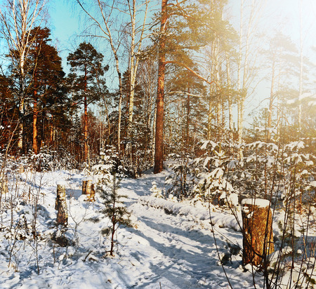 snow covered trees in winter wood in clear weatherの写真素材