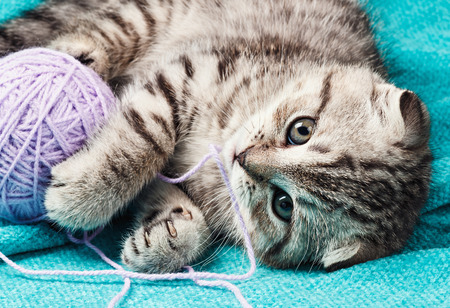 Scottish fold kitten playing with a ball of yarn. Focus on the eyesの写真素材