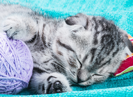 Scottish Fold kitten sleeping on a small pillowの写真素材