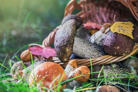 harvest brown cap boletus in a basket. Focus on the big mushroom cap boletusの写真素材