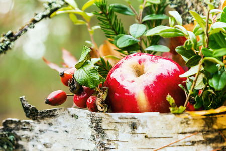 Autumn composition of ripe apples and berriesの写真素材