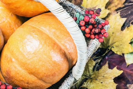 pumpkins for Halloween and autumn gifts of nature in a basket on a wooden table
