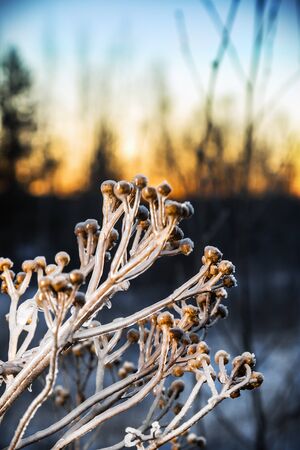 frozen sagebrush bushes in the winter forest at sunsetの写真素材