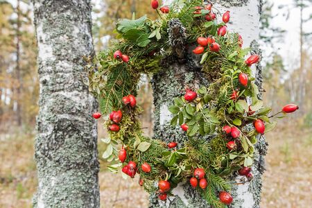 wreath of fir twigs and wild rose berries in the forest on the birchの写真素材
