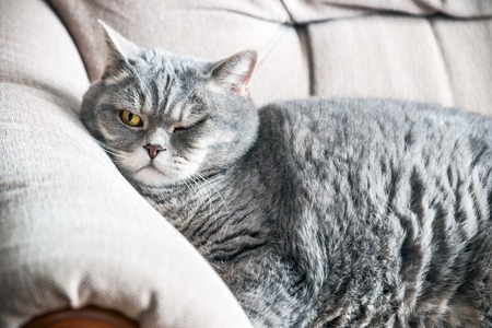 Sleeping a fat British cat on the couch. Looks at the cameraの写真素材