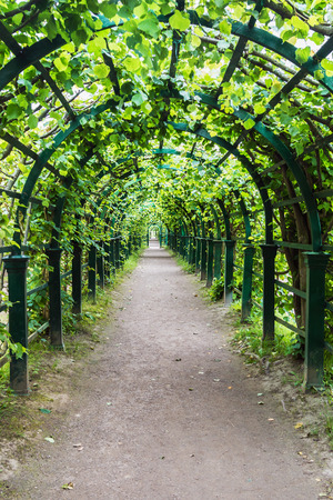 long green tunnel of trees and bushes in the Parkの写真素材