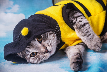Scottish fold cat in the bee costume on a background of cloudsの写真素材