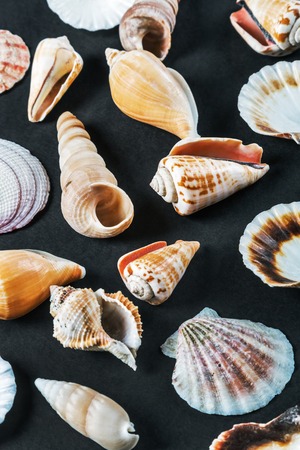 different sea shells on a black background