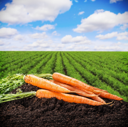harvest ripe carrots in the garden on the background of the carrot fieldの写真素材