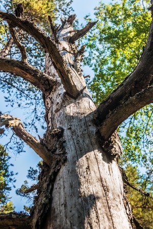 an old dry tree in a summer pine forest. Trees and shrubsの写真素材