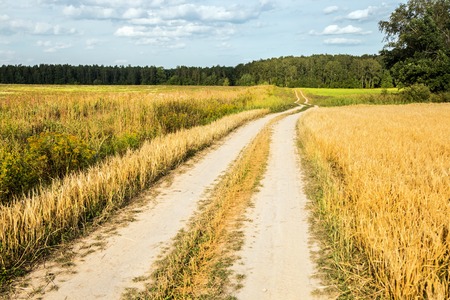 winding country road through fields of wheat and clover. Russian landscapeの写真素材