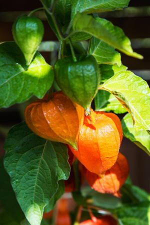 orange lanterns physalis alkekengi among the leaves so greenの写真素材